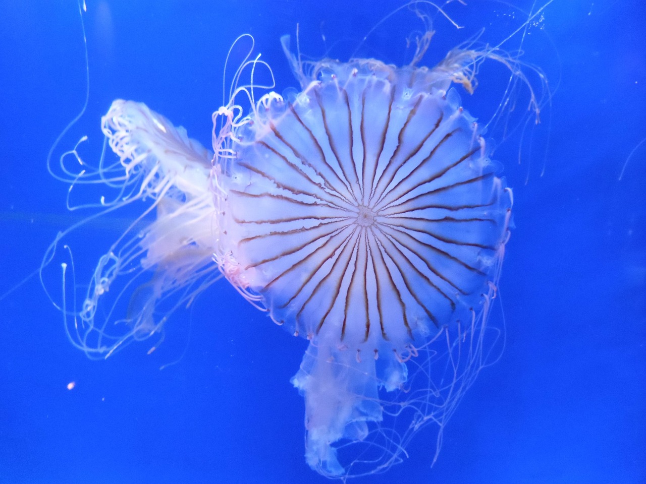 Qualitative research - jellyfish