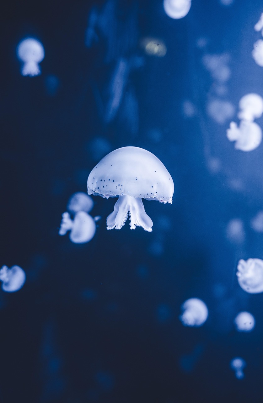 Jellyfish background